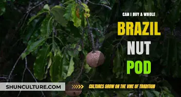 Where to Buy Whole Brazil Nut Pods: A Shopper's Guide