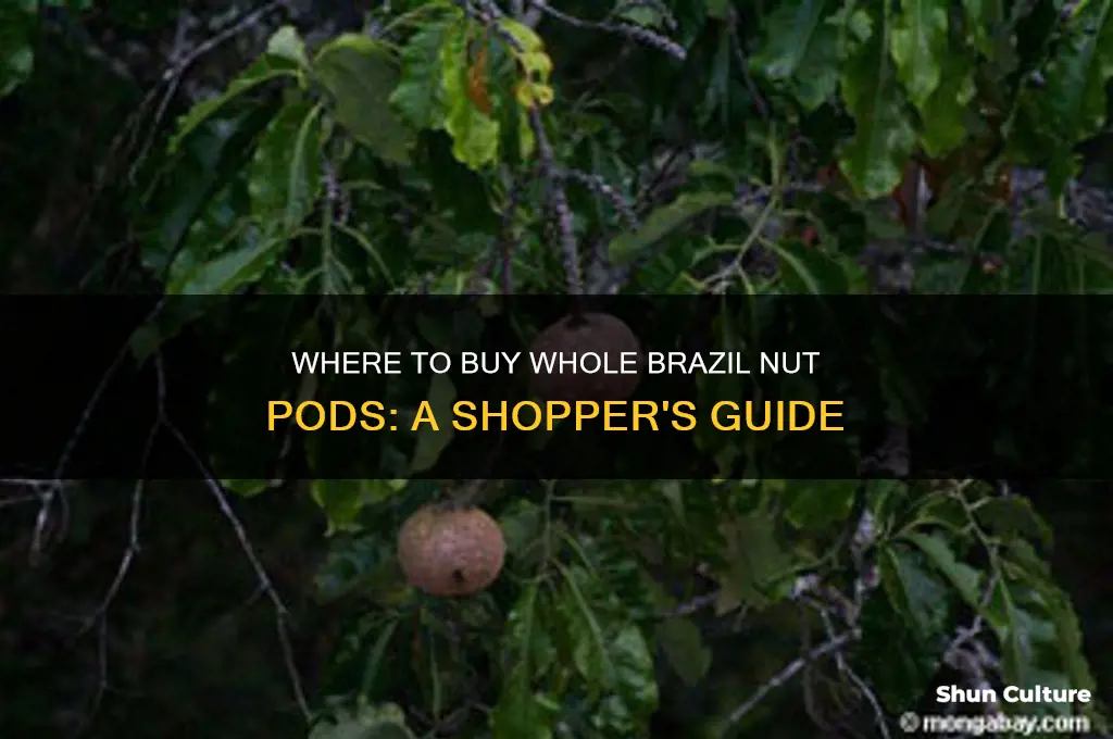 can I buy a whole brazil nut pod