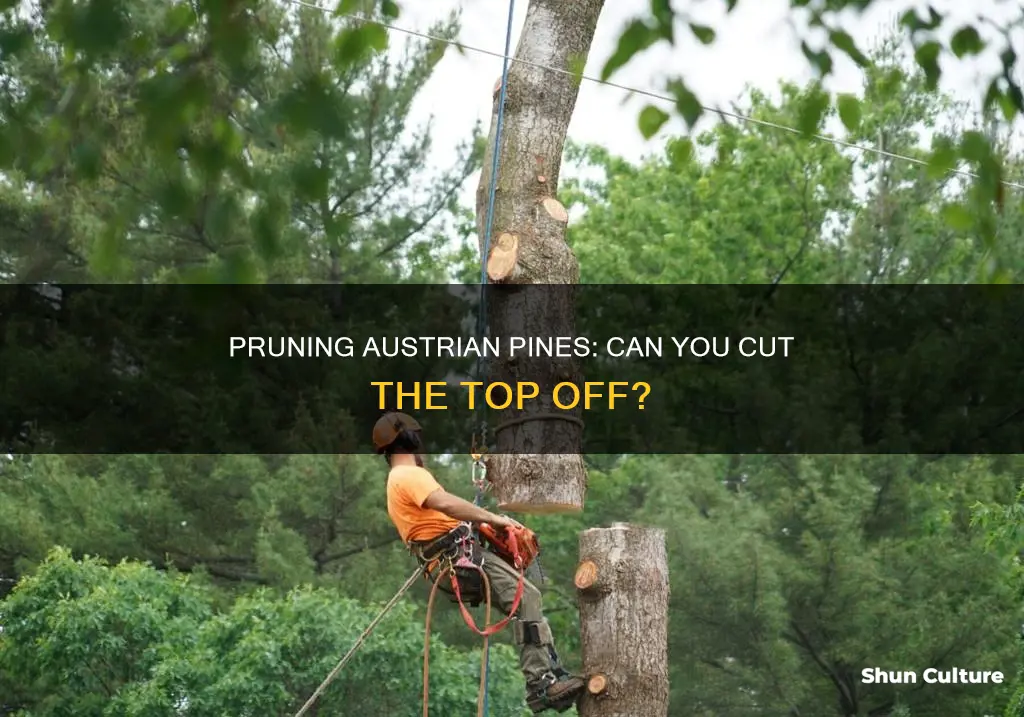 can I cut top off austrian pine