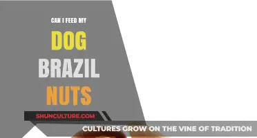 Are Brazil Nuts Safe for Dogs? A Pet Owner's Guide