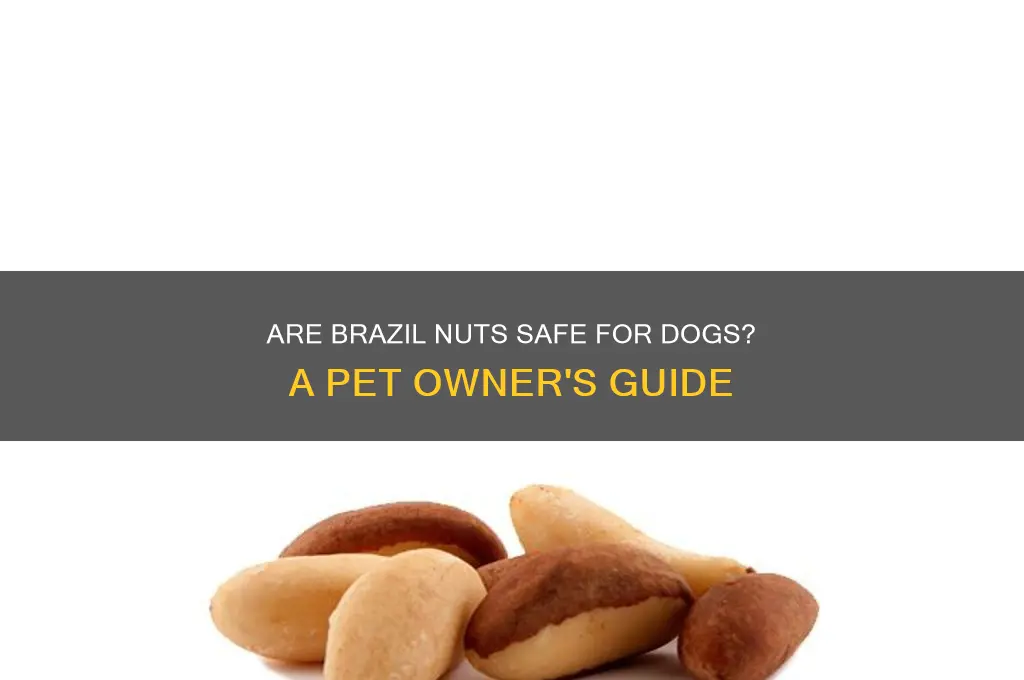 can I feed my dog brazil nuts