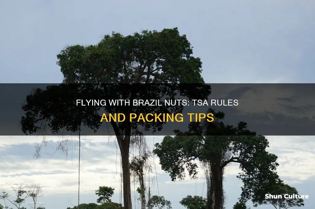 can I fly with brazil nut