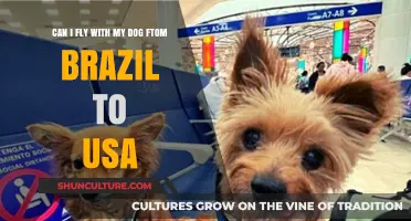 Flying with Your Dog from Brazil to USA: What You Need to Know