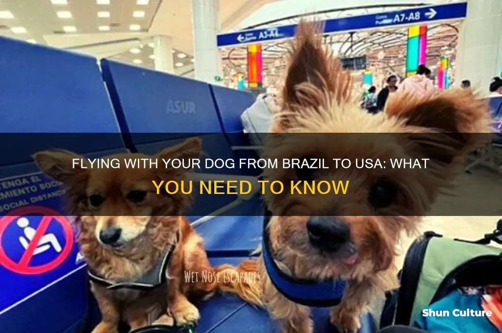 can I fly with my dog ftom brazil to usa