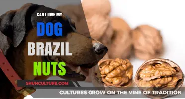 Are Brazil Nuts Safe for Dogs? A Pet Owner's Guide