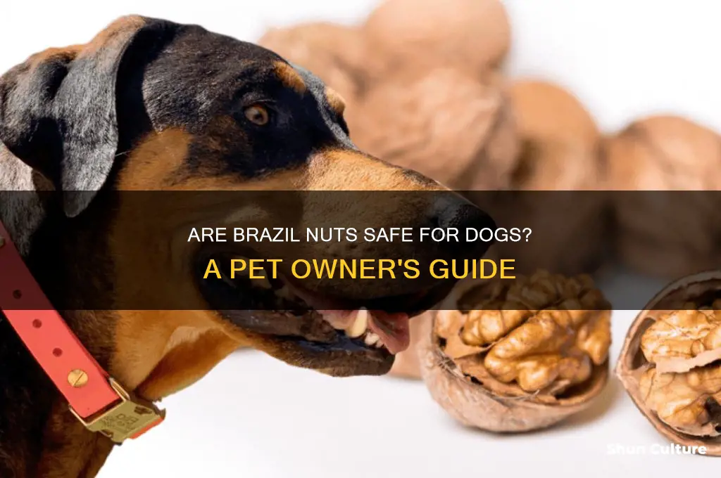 can I give my dog brazil nuts