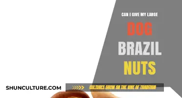 Are Brazil Nuts Safe for Large Dogs? A Nutritional Guide