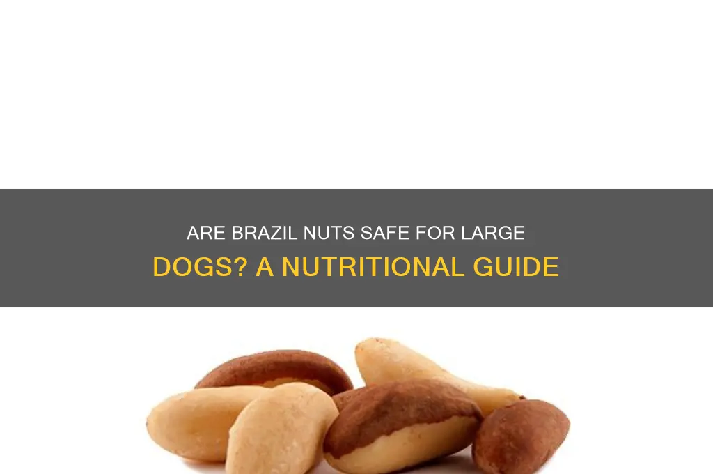 can I give my large dog brazil nuts