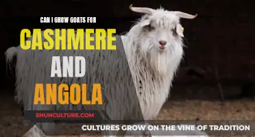 Goat-to-Garment: Cashmere and Angola Fibers for Profit