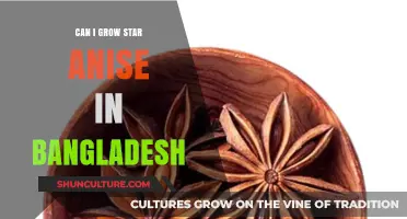 Growing Star Anise in Bangladesh: Climate, Soil, and Cultivation Tips