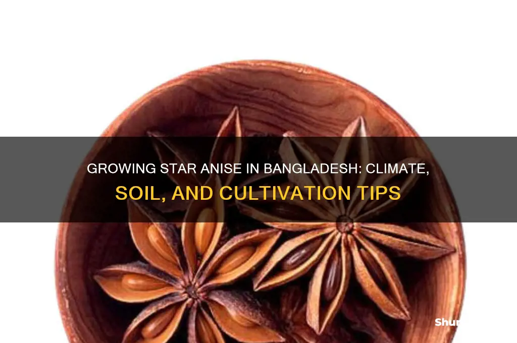can I grow star anise in bangladesh