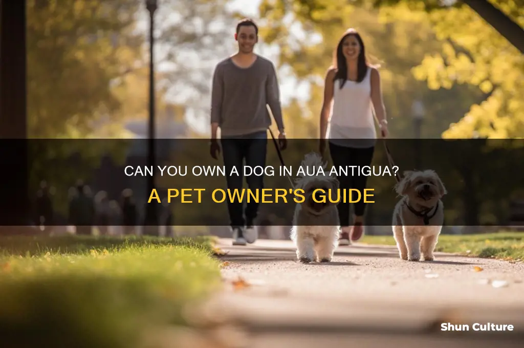 can I have a dog in aua antigua