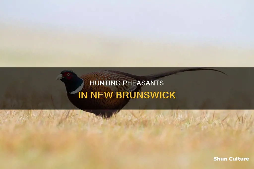 can I hunt pheasant in new brunswick