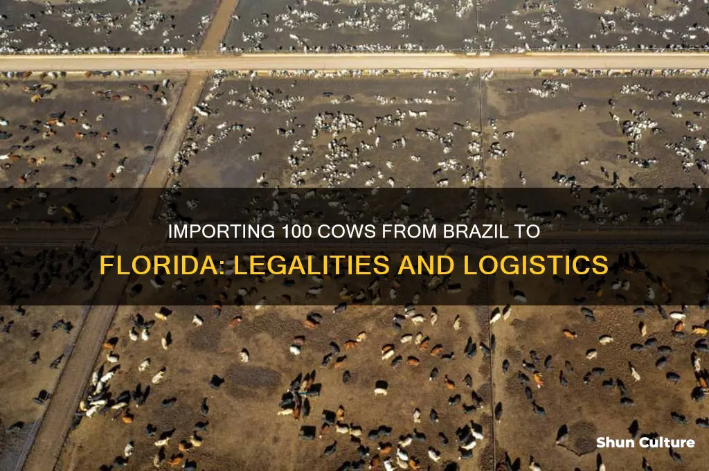 can I import 100 cows from brazil to florida
