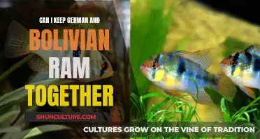 German and Bolivian Rams: Can They Share a Home?