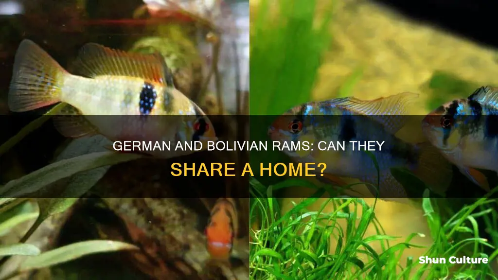 can I keep german and bolivian ram together