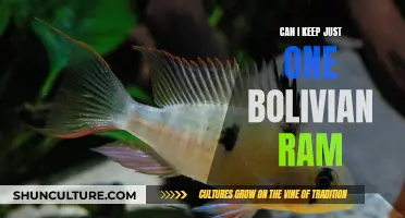 Keeping Bolivian Rams: Solo or in a School?