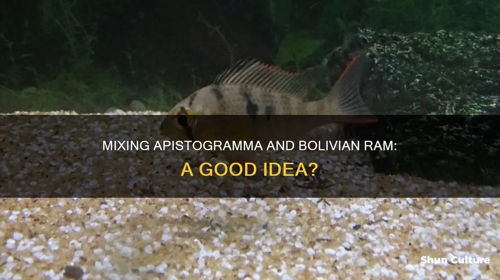 can I mix apistorgramma and bolivian ram