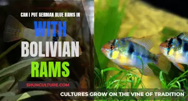 German and Bolivian Rams: Can They Share a Tank?