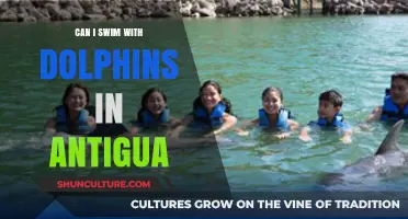 Swim with Dolphins in Antigua: Your Ultimate Guide to Ethical Encounters