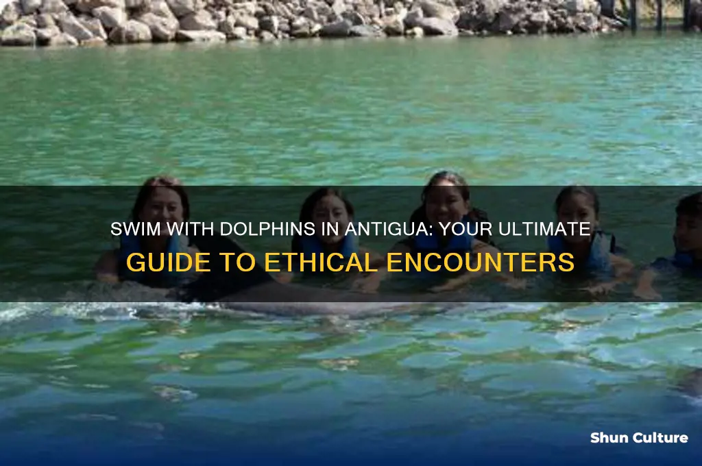 can I swim with dolphins in antigua