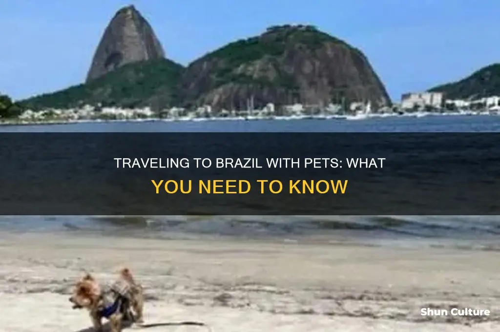 can I take a pet to brazil