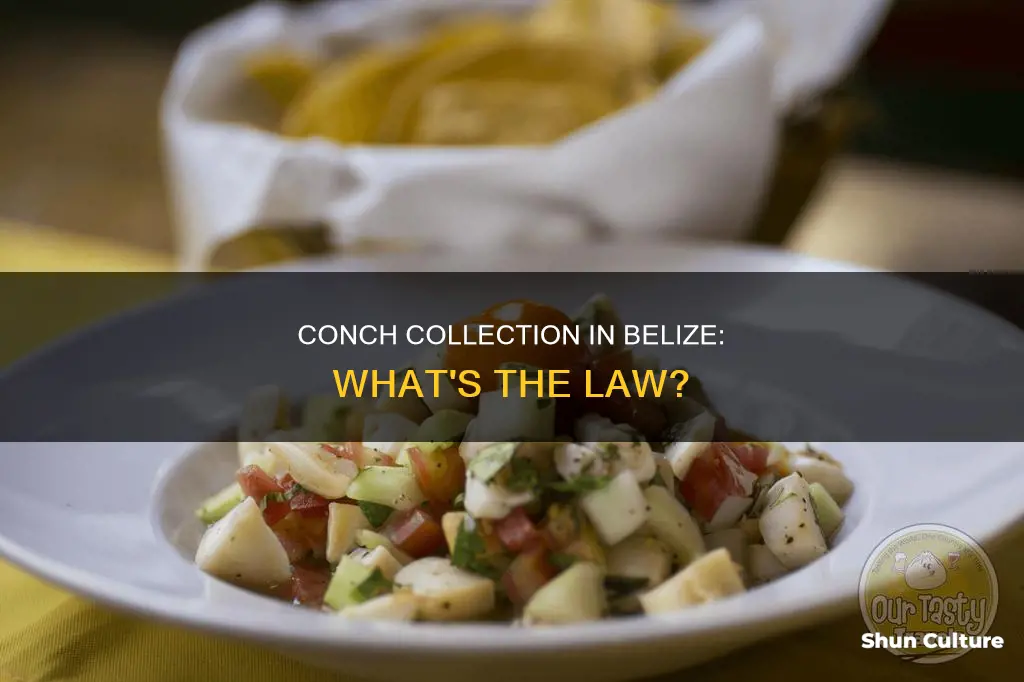 can I take conch from belize