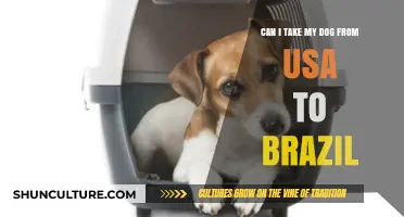 Traveling with Your Dog: USA to Brazil Pet Relocation Guide