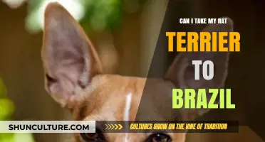 Traveling to Brazil with Your Rat Terrier: What You Need to Know