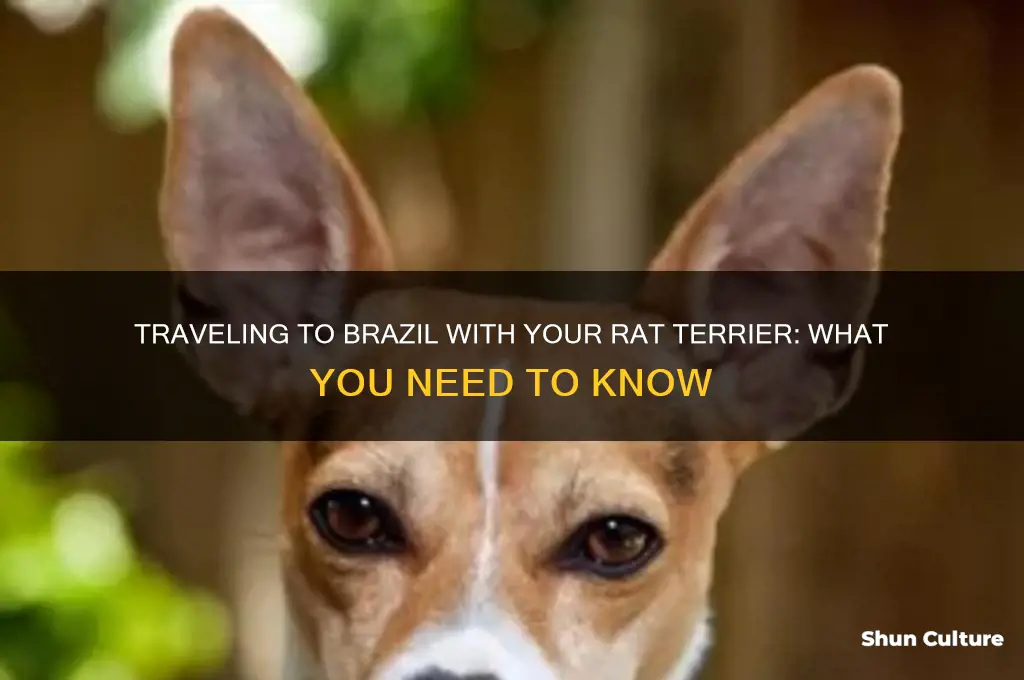 can I take my rat terrier to brazil