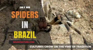 Can Spiders Rain Down in Brazil? Unraveling the Myth and Reality