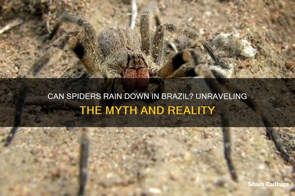 can it rain spiders in brazil