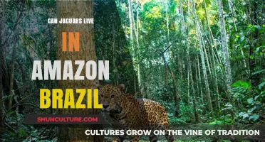 Jaguars in the Amazon: Brazil's Rainforest as Their Natural Habitat