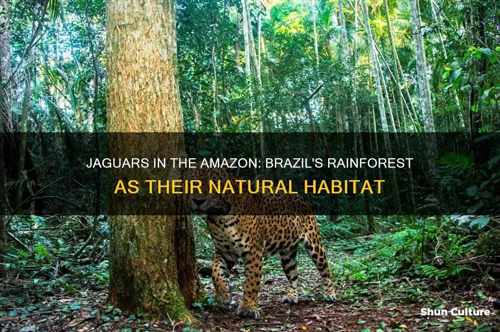 can jaguars live in amazon brazil