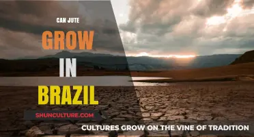 Exploring Jute Cultivation Potential in Brazil's Diverse Climate Zones