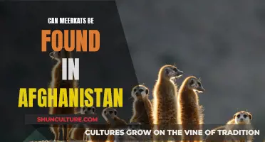 Meerkats in Afghanistan: An Unlikely Habitat Mystery