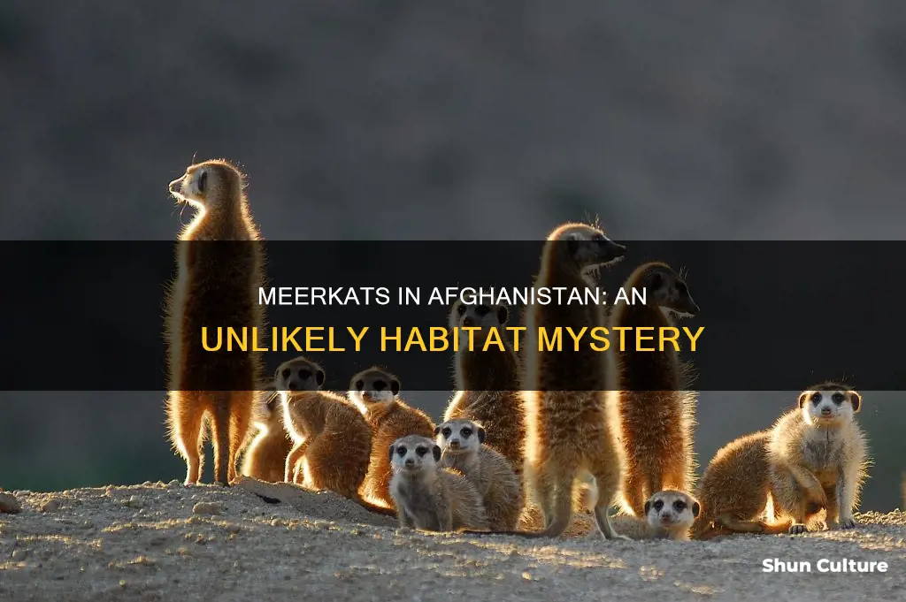 can meerkats be found in afghanistan