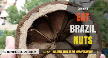 Can Mice Safely Eat Brazil Nuts? A Nutritional Guide