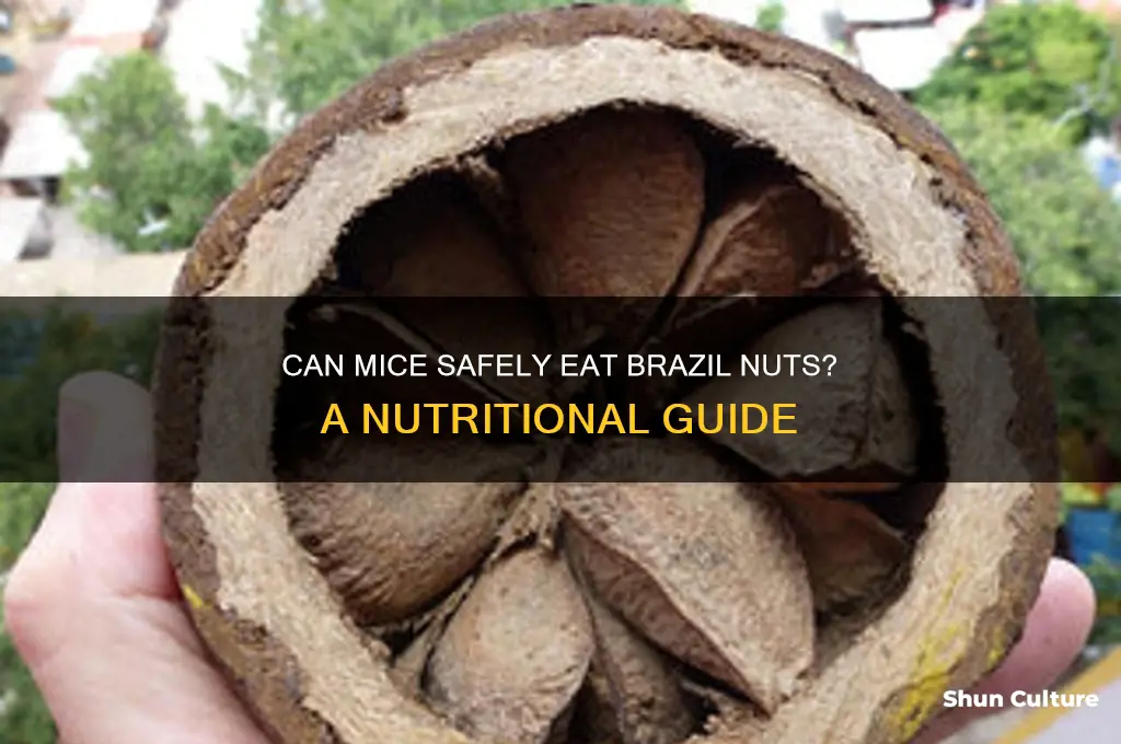 can mice eat brazil nuts