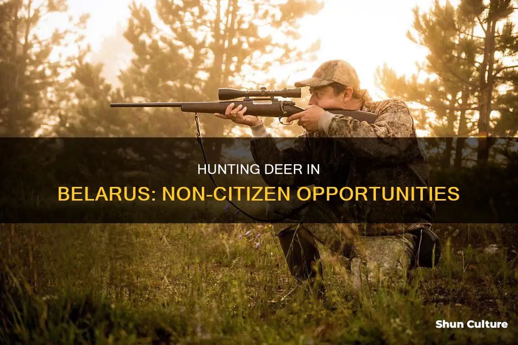 can non citizens hunt deer in belarus