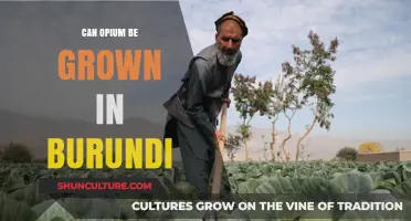 Exploring the Cultivation of Opium Poppies in Burundi: Legal and Agricultural Insights