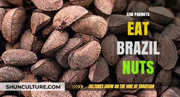 Can Parrots Safely Enjoy Brazil Nuts? A Nutritional Guide