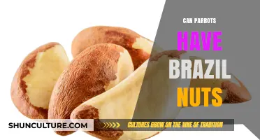Can Parrots Safely Eat Brazil Nuts? A Nutritional Guide