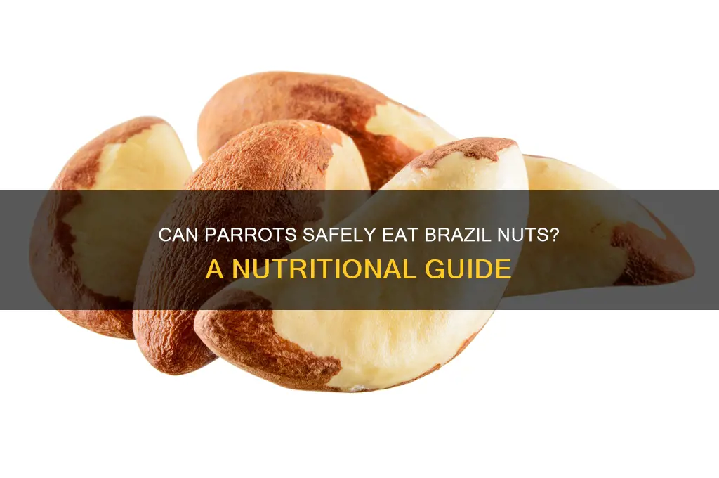 can parrots have brazil nuts