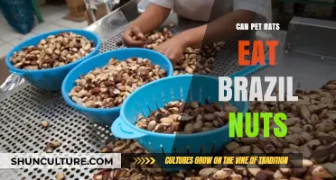 Can Pet Rats Safely Eat Brazil Nuts? A Nutritional Guide