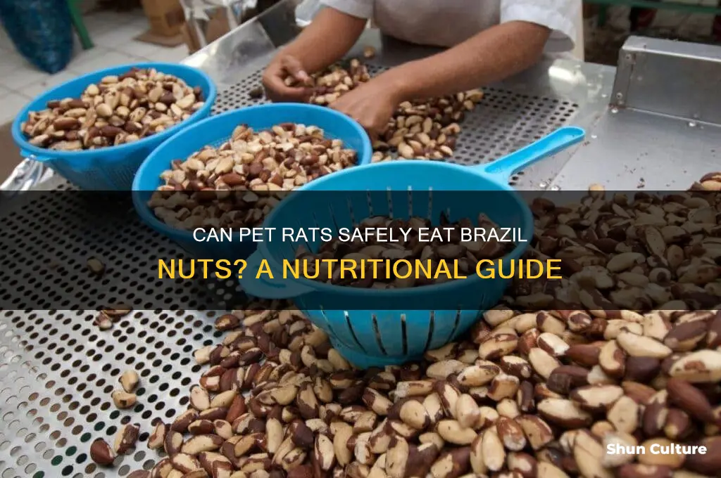 can pet rats eat brazil nuts