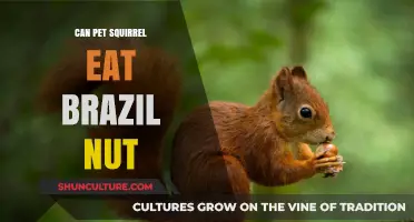 Can Pet Squirrels Safely Enjoy Brazil Nuts? A Nutritional Guide