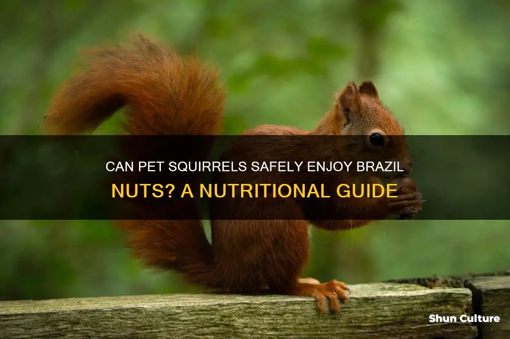 can pet squirrel eat brazil nut
