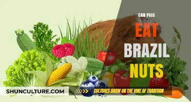 Can Pigs Safely Eat Brazil Nuts? A Nutritional Guide