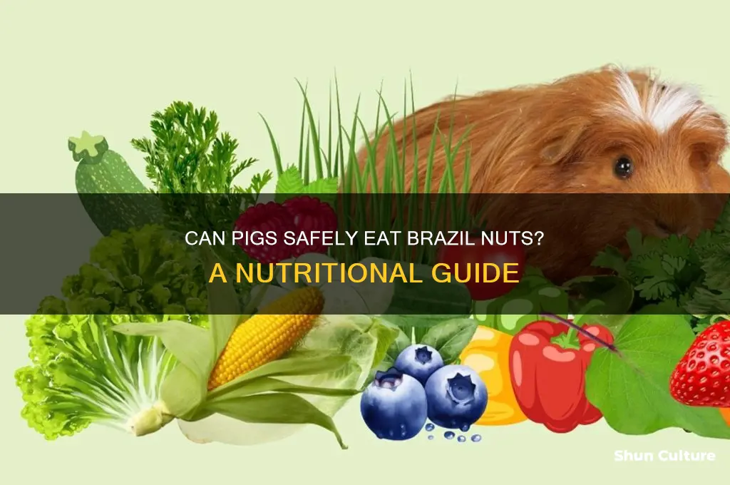can pigs eat brazil nuts